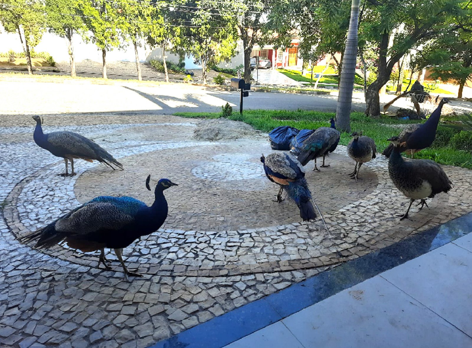 Pavões se tornam centro de disputa entre moradores