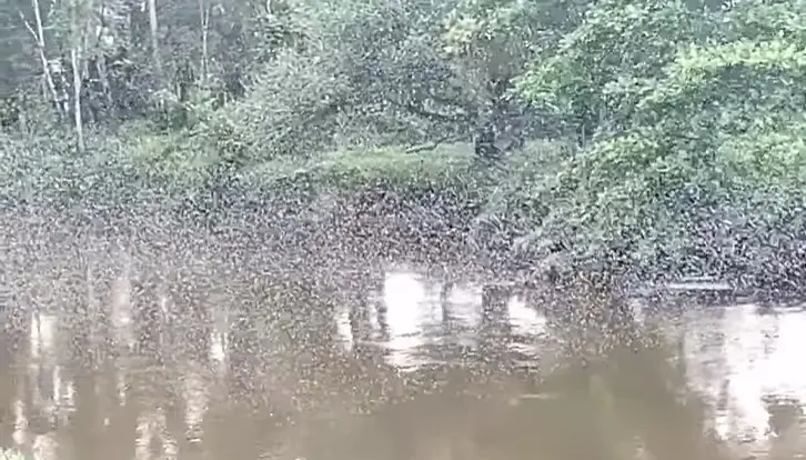 Invasão de borboletas chama atenção no litoral