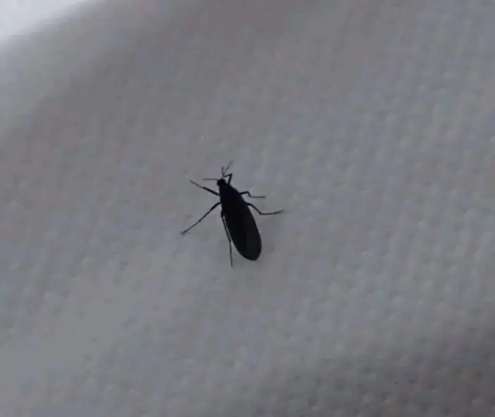 O enigma da invasão de insetos em Paranaguá