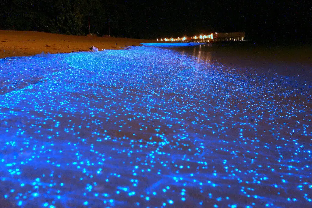 Começa temporada de praia iluminada por plâncton na Ilha do Mel