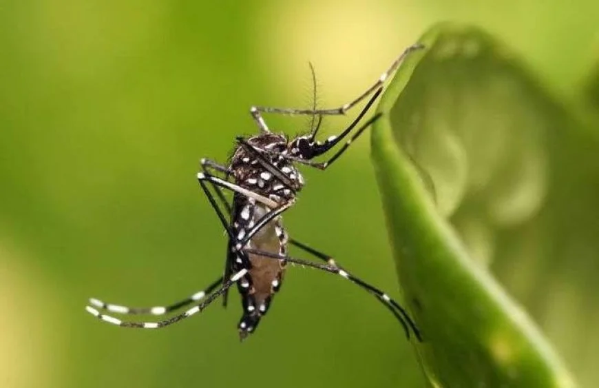 Dengue: litoral do Paraná registra novos casos