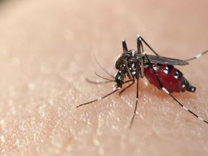 Crise Climática Favorece o Desenvolvimento de Mosquito Transmissor da #Dengue