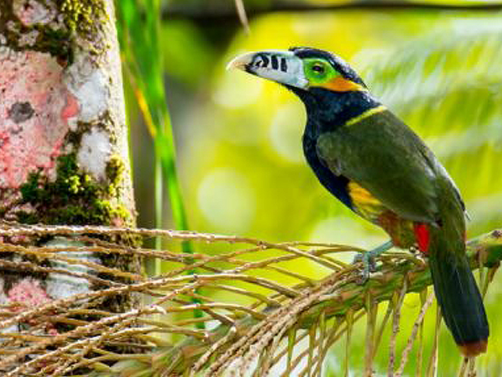 Dez Aves para Observar no seu Próximo Passeio na Mata Atlântica!