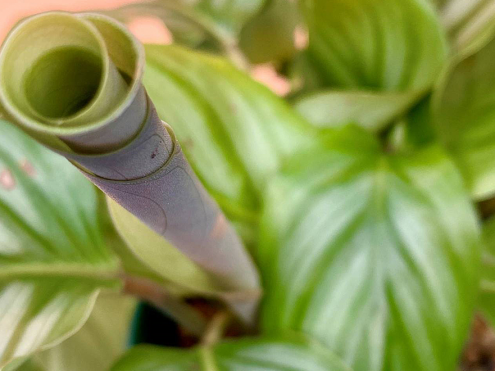Aprenda a fazer adubo orgânico para manter as plantas sempre saudáveis.