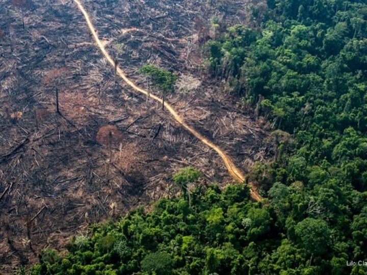 Municípios do Paraná estão entre os que mais desmataram a Mata Atlântica entre 2019 e 2020.