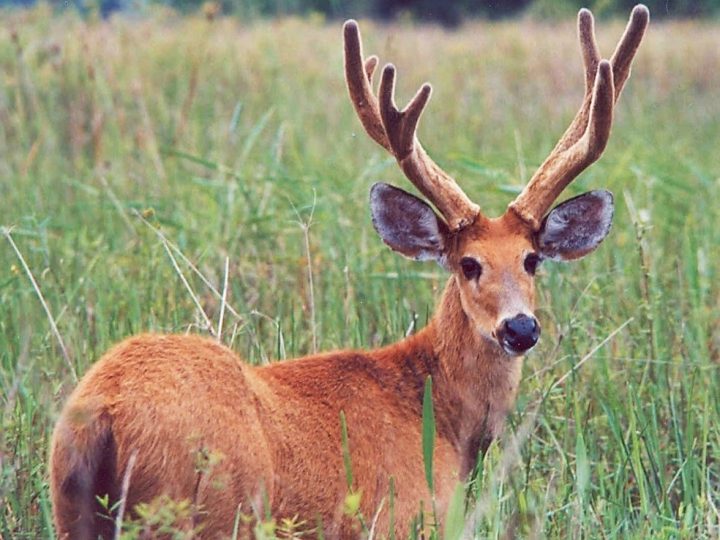 Perda de áreas úmidas afeta espécie ameaçada de extinção na Bacia do rio Paraná