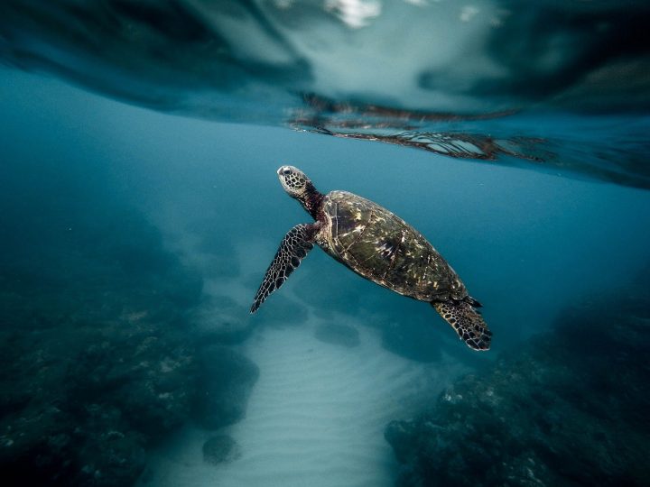 Três Projetos Ambientais do Paraná Receberão Apoio para Reduzir a Poluição do Oceano e Mitigar os Efeitos das Crises Climáticas