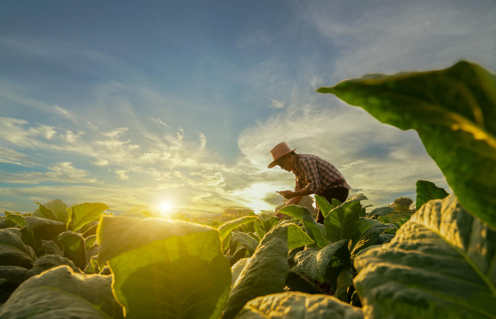 A Sustentabilidade Transformacional na Cadeia Agrícola Brasileira
