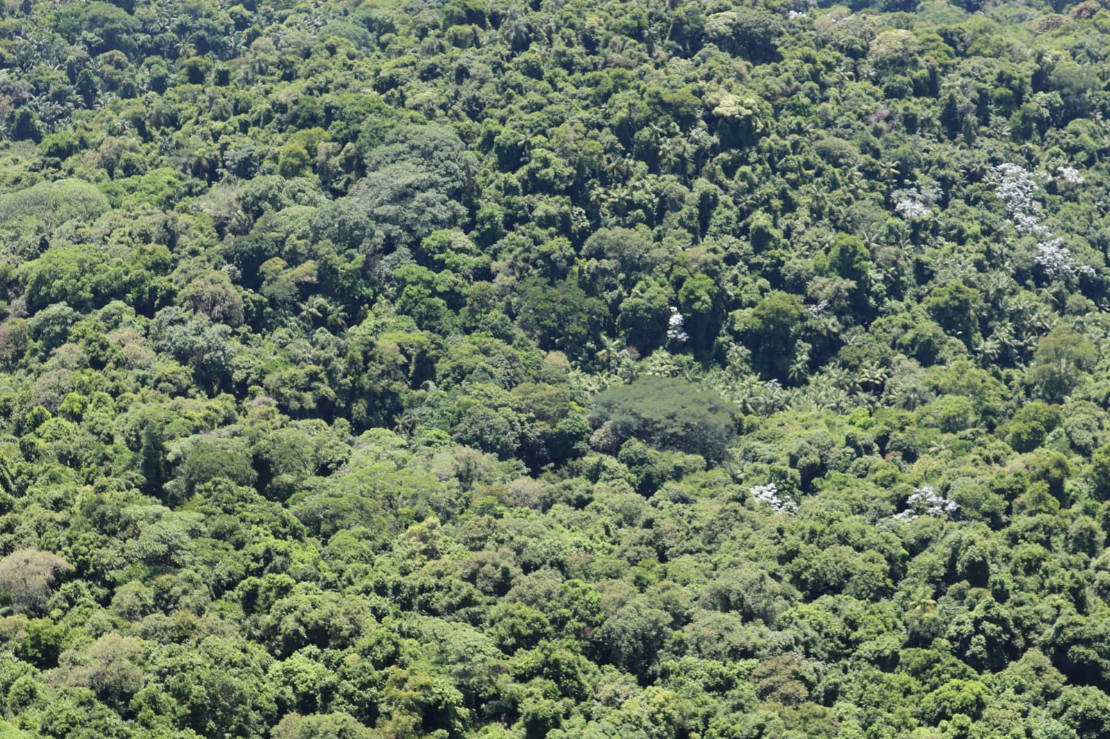 Itaú Unibanco, Marfrig, Rabobank, Santander, Suzano e Vale irão restaurar, conservar e preservar 4 milhões de hectares de florestas nativas no Brasil