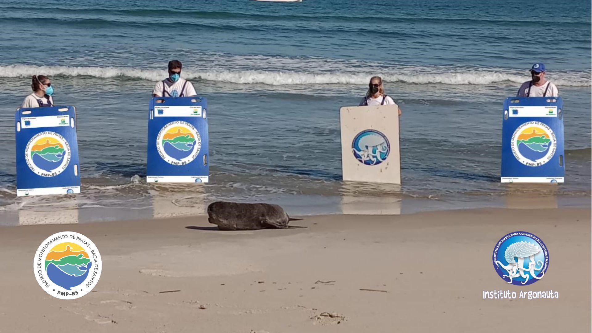Instituto Argonauta Monitorou Lobo-Marinho em Praia de São Sebastião
