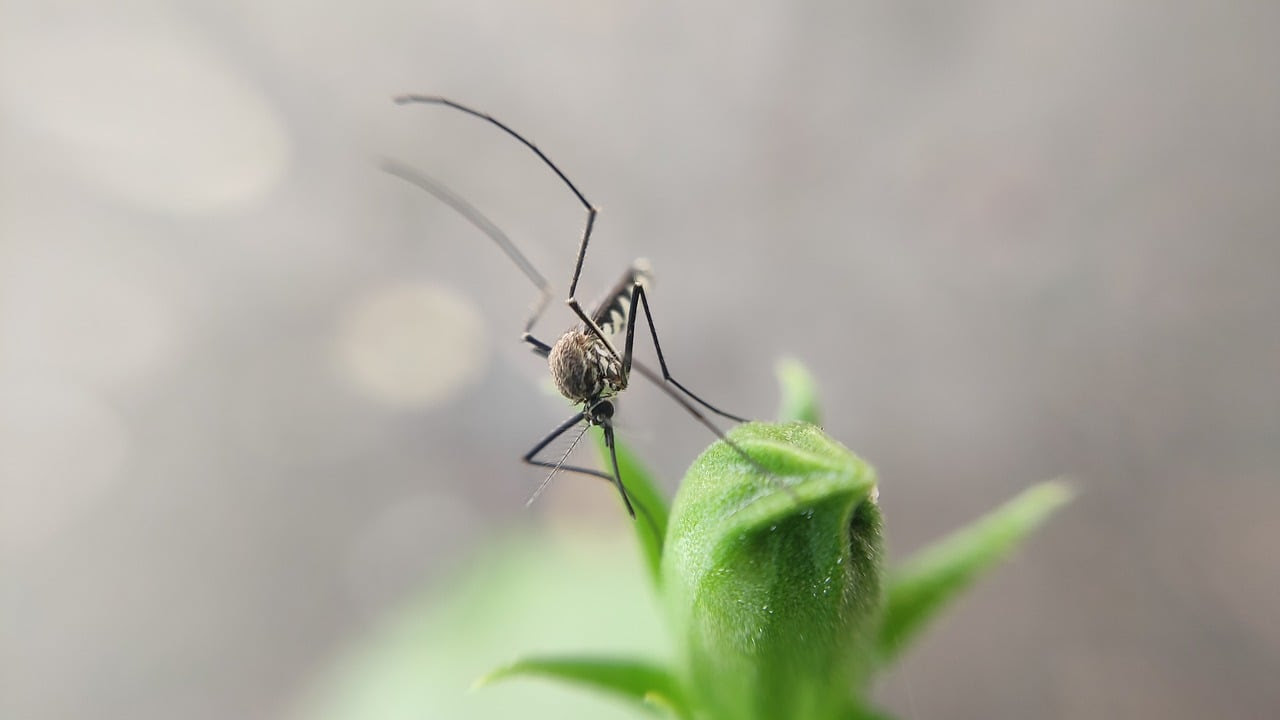 Aedes aegypti: 05 Curiosidades e Dicas para Combater a Dengue