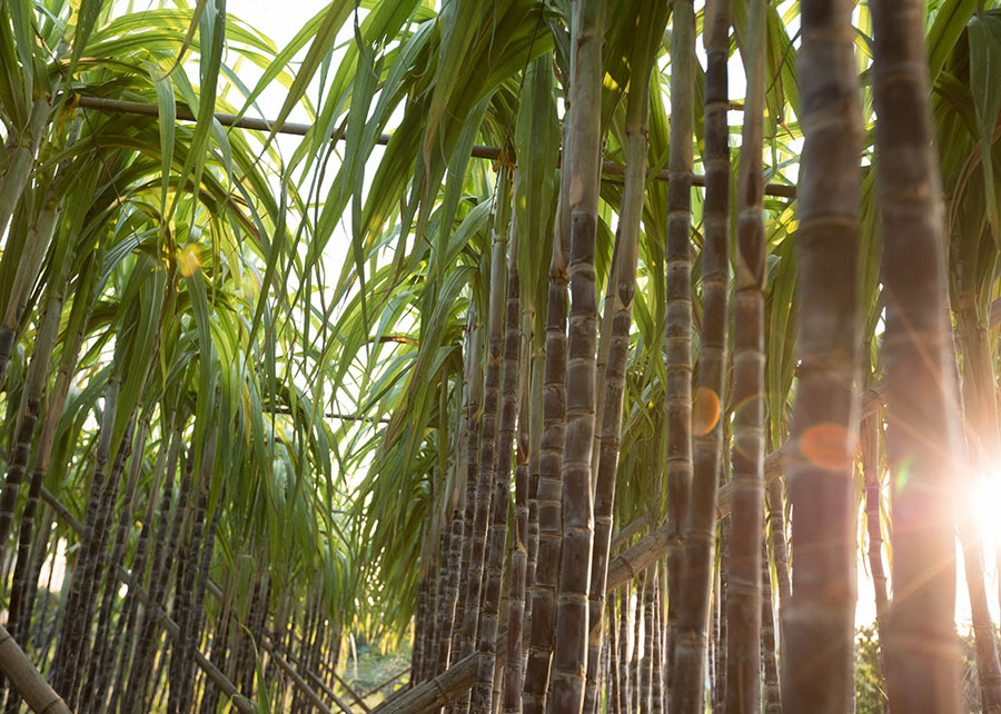 Pesquisa Valida Método de Irrigação de Cana Como Estratégia às Mudanças Climáticas