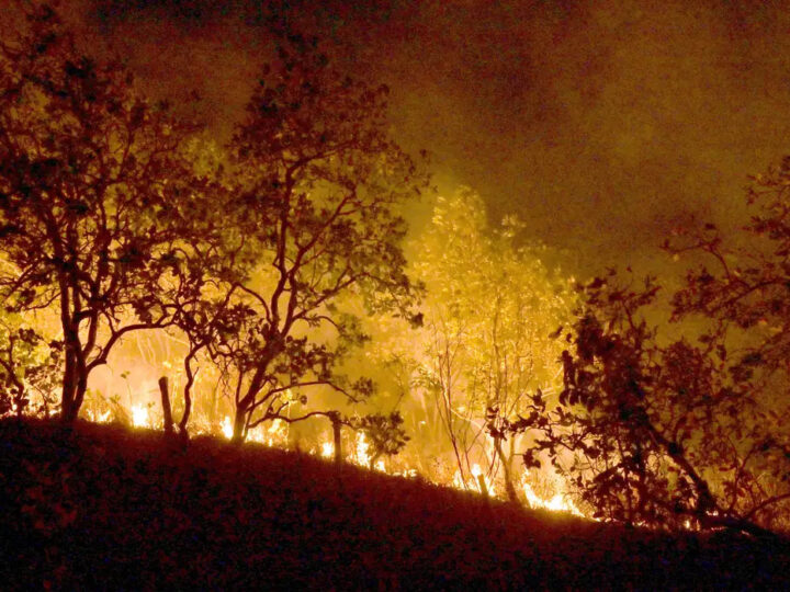 Incêndios Florestais Disparam e Reforçam Alerta da Campanha de Prevenção
