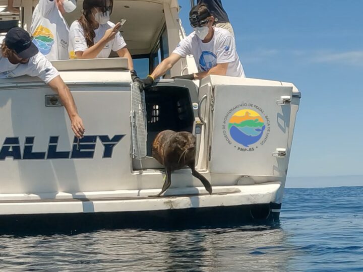 Instituto Argonauta Realiza Soltura de Pinguins-de-Magalhães e Lobo-Marinho-Sul-Americano Reabilitados pela Equipe do PMP-BS, no Litoral Norte de SP.