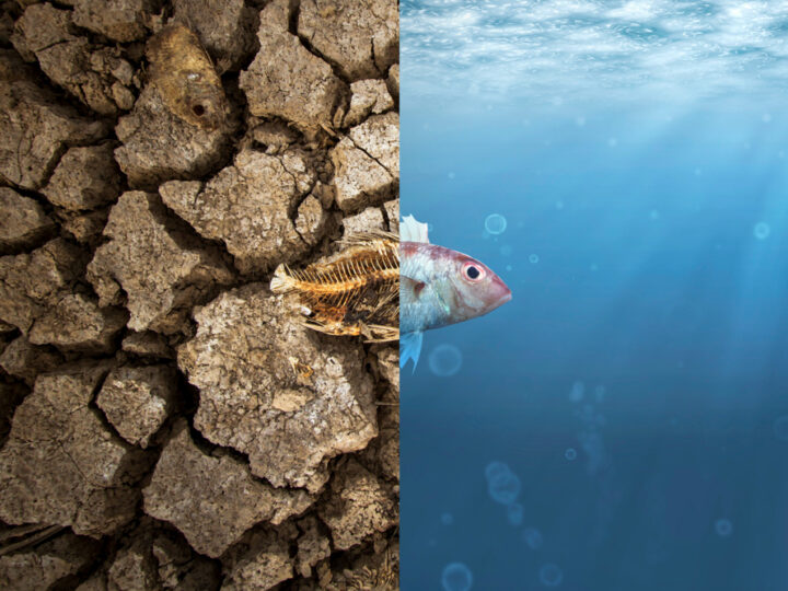 Crise Climática: O que Está Acontecendo Agora no Mundo?