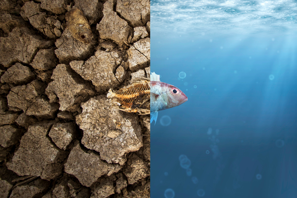 Crise Climática: O que Está Acontecendo Agora no Mundo?