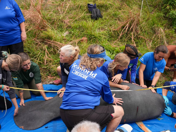SeaWorld Orlando Alcança Marco de Mil Resgates de Peixes-Bois no Dia da Conscientização da Espécie