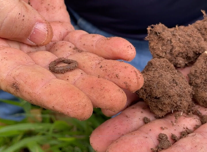 Conservação do Solo Garante Segurança Alimentar e Sustentabilidade da Agropecuária