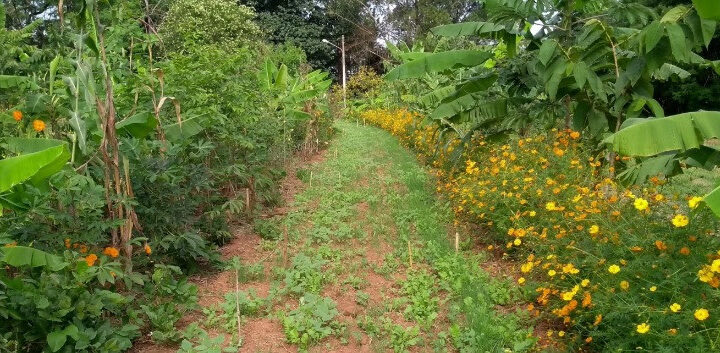 Curso Gratuito Fortalece Sistemas Agroflorestais e Agroecológicos na Mata Atlântica