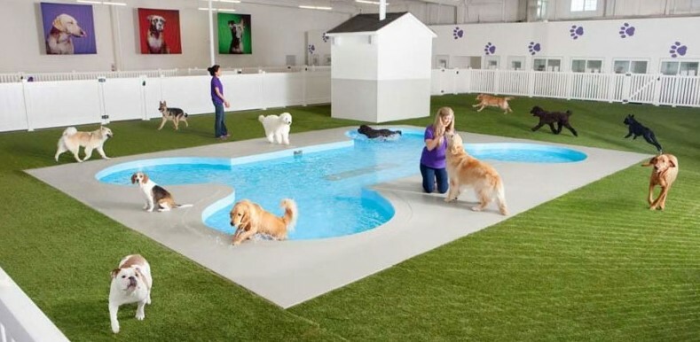 Hotel Para Animais Deve Oferecer Carinho e Segurança