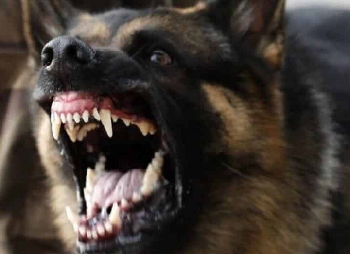 Donos de Cães Agressivos Podem ser Condenados Independentemente da Comprovação de Sua Culpa!