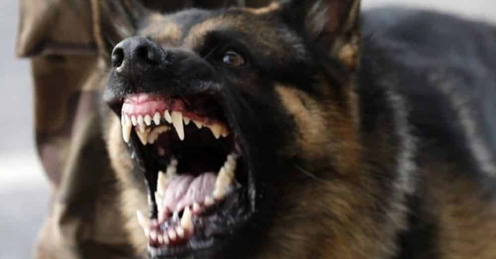Donos de Cães Agressivos Podem ser Condenados Independentemente da Comprovação de Sua Culpa!