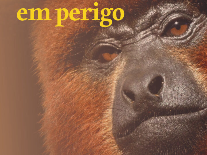 Entidades Promovem Lançamento Oficial da Campanha de Prevenção a Incêndios Florestais