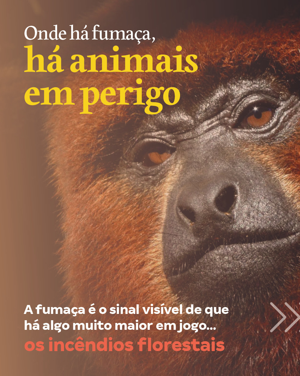 Entidades Promovem Lançamento Oficial da Campanha de Prevenção a Incêndios Florestais