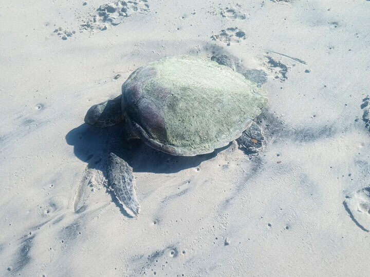 Dia Mundial da Tartaruga Marinha: Neste Ano, 111 Tartarugas Já Encalharam em Praias de Florianópolis