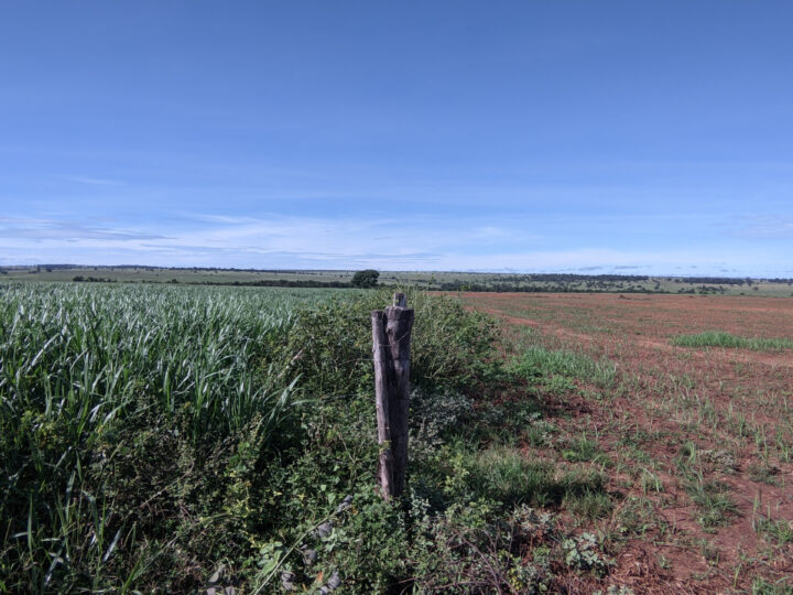 Carbonext e NaturAll Carbon Anunciam Parceria Estratégica para Projetos de Crédito de Carbono em Agricultura Regenerativa