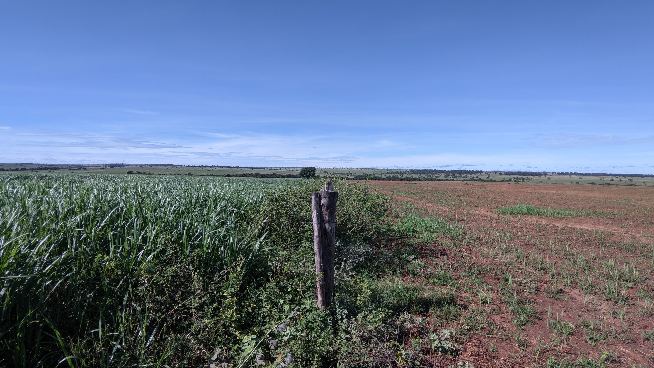 Carbonext e NaturAll Carbon Anunciam Parceria Estratégica para Projetos de Crédito de Carbono em Agricultura Regenerativa