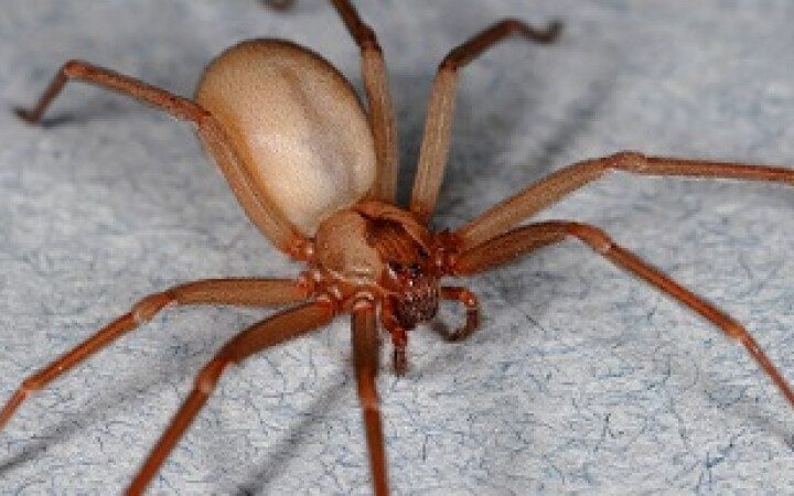 Será que Todas as Aranhas Fazem Teias? Veja Este e Outros Mitos Desvendados Sobre as Aranhas