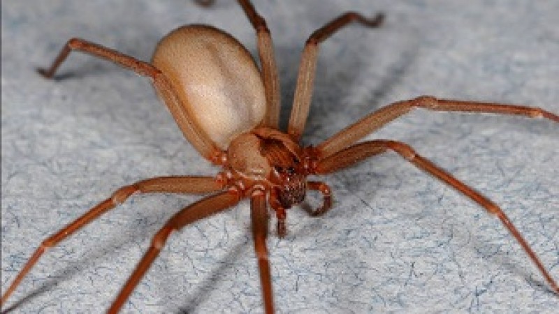 Será que Todas as Aranhas Fazem Teias? Veja Este e Outros Mitos Desvendados Sobre as Aranhas