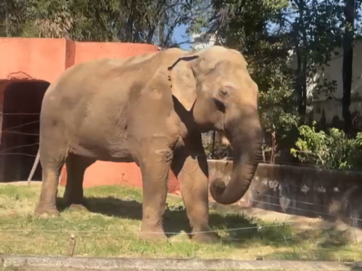 Mobilização Nacional de Especialistas Defende Permanência do Elefante Sandro no Zoológico de Sorocaba.