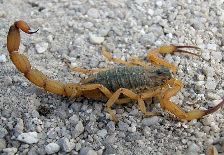 Escorpiões Protagonizam 72% dos Acidentes com Animais Peçonhentos no Primeiro Semestre de 2025 em Cuiabá.