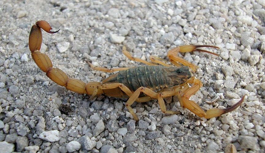 Escorpiões Protagonizam 72% dos Acidentes com Animais Peçonhentos no Primeiro Semestre de 2025 em Cuiabá.