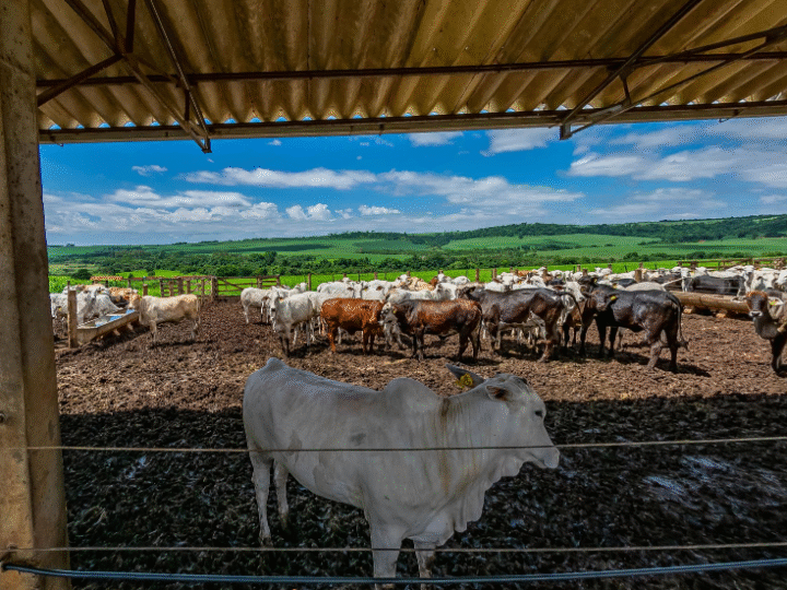 Formação Técnica Gratuita em Agropecuária no Interior de São Paulo