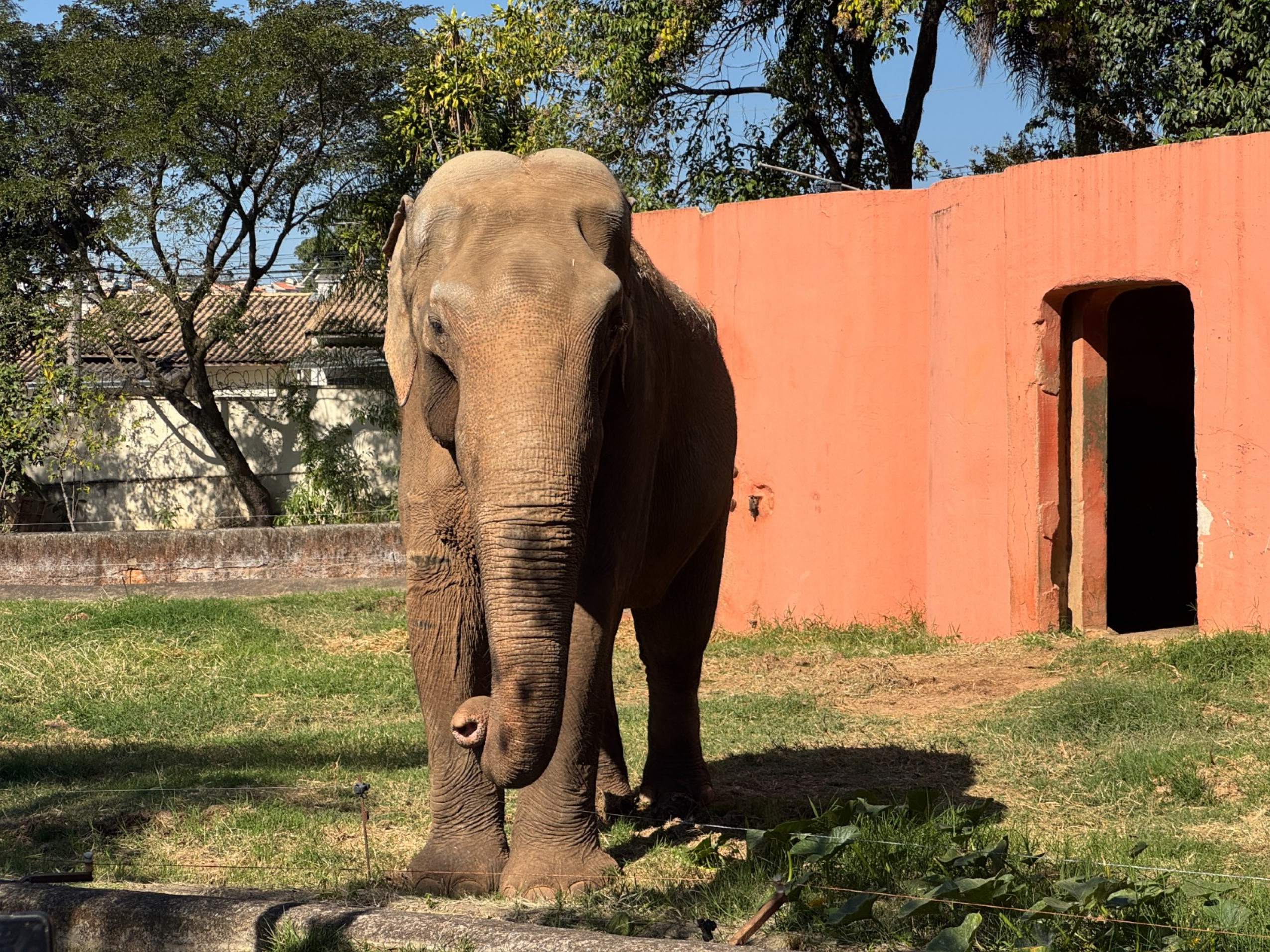 “Fica, Sandro”: Abaixo-assinado Defende Permanência do Elefante no Zoológico de Sorocaba