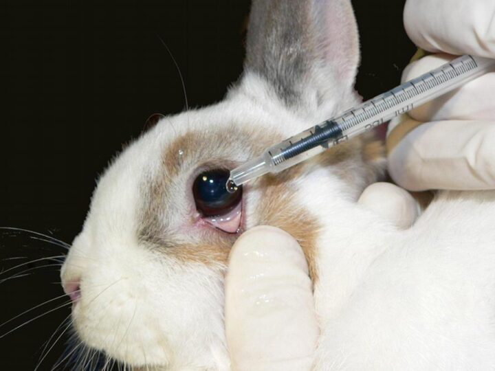 Entenda o que Pode Mudar com Novo Projeto de Lei que Proíbe Uso de Animais em Testes de Cosméticos