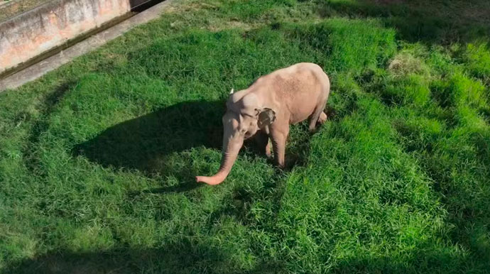 Engenheira Florestal de Assis Leva ao MP Relatório Contra Transferência do Elefante Sandro para Santuário