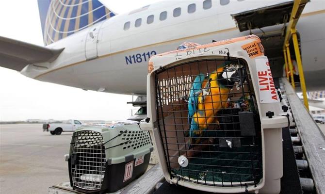 Nova Portaria da ANAC Sobre Transporte Aéreo de Animais Gera Críticas e é Vista como Retrocesso por Especialistas