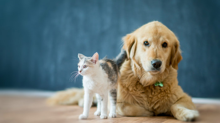 Animais de Estimação Proporcionam Qualidade de Vida Para a Terceira Idade