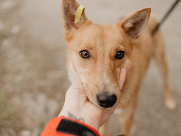 Resgatei Um Pet e Agora? Saiba Quais os Procedimentos Corretos Para Garantir o Bem-Estar do Animal
