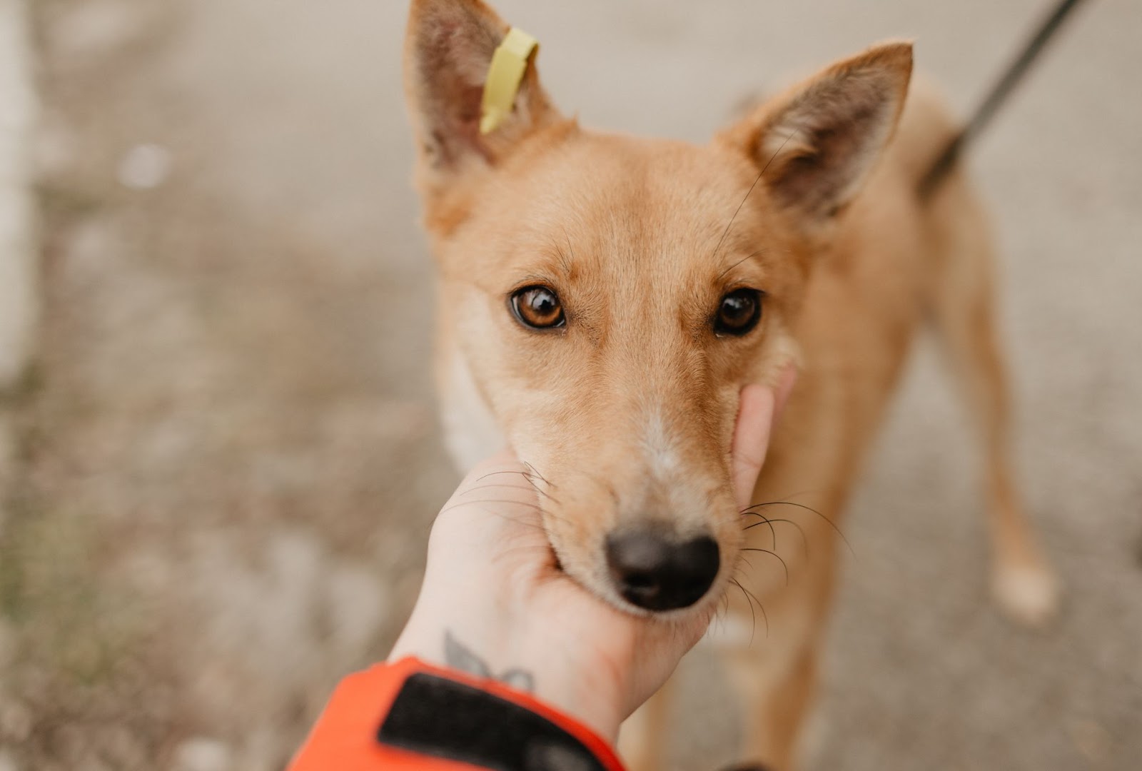 Resgatei Um Pet e Agora? Saiba Quais os Procedimentos Corretos Para Garantir o Bem-Estar do Animal