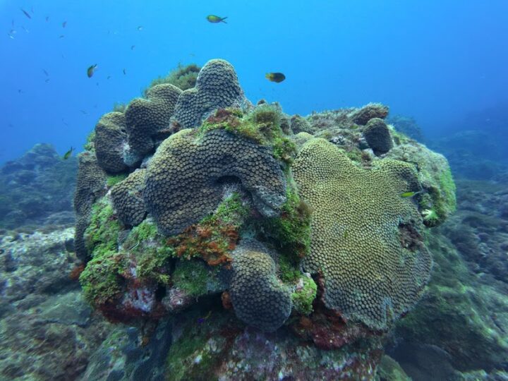 Pesquisadores Apontam Sério Risco de Extinção dos Corais e Algas Marinhas