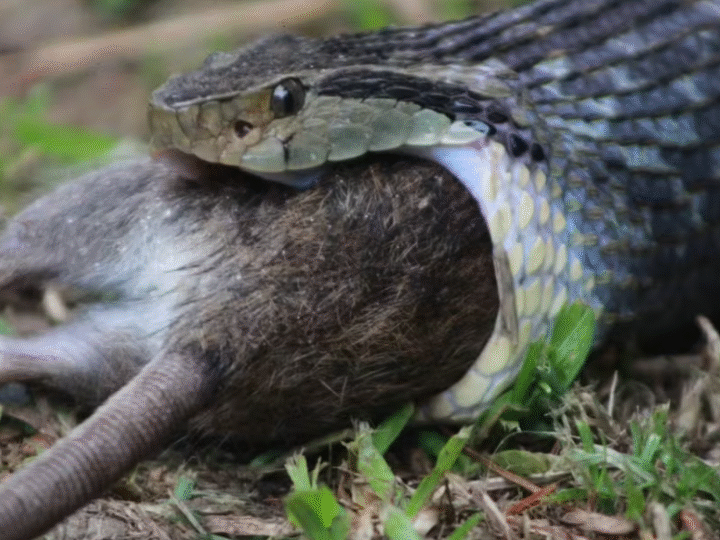 Tudo o que Você Precisa Saber Sobre os Animais Peçonhentos Mais Perigosos do Brasil