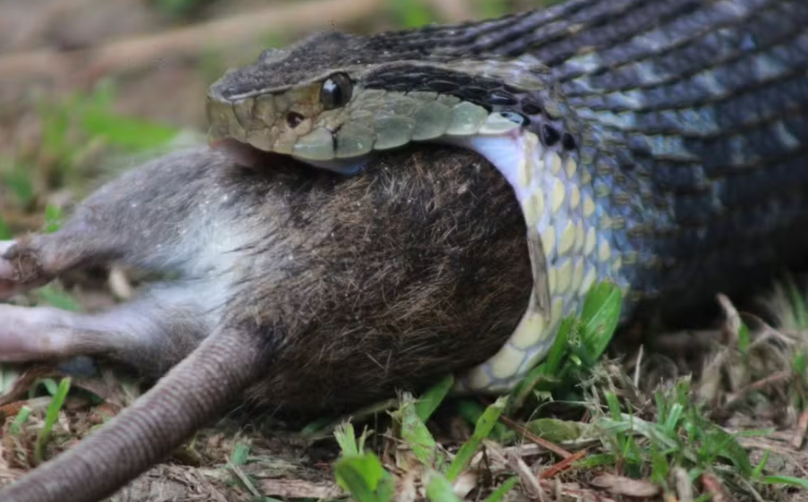 Tudo o que Você Precisa Saber Sobre os Animais Peçonhentos Mais Perigosos do Brasil
