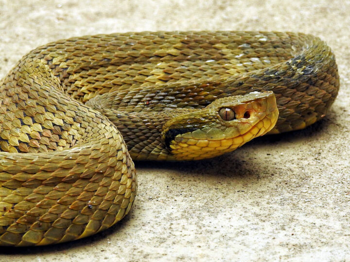 Estudo Revela que Maioria das Picadas de Cobra em SP Ocorre em Áreas Urbanas