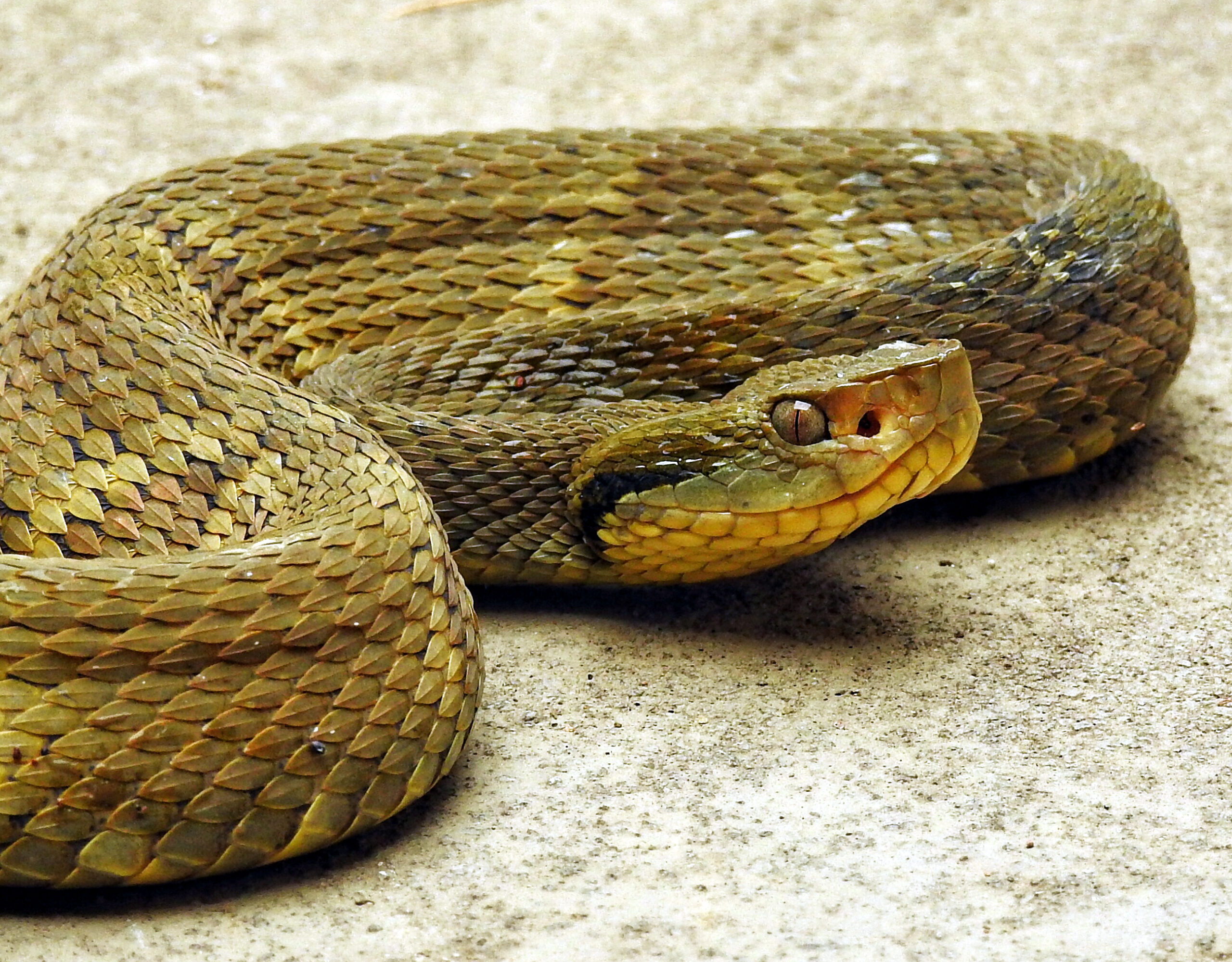 Estudo Revela que Maioria das Picadas de Cobra em SP Ocorre em Áreas Urbanas