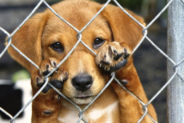 Os Animais Adotados Merecem Receber Carinho e Atenção
